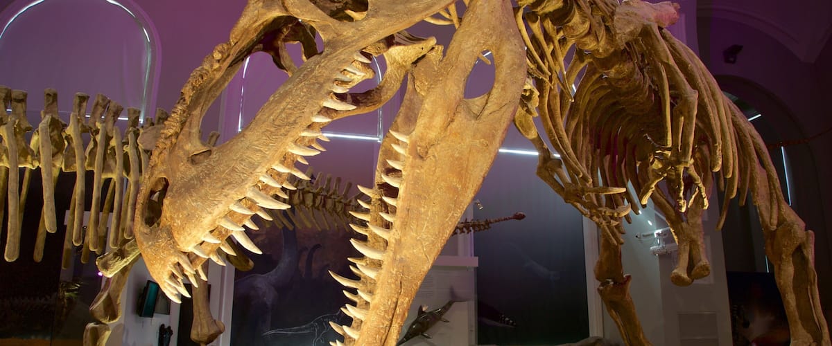 Natural History Museum of Helsinki