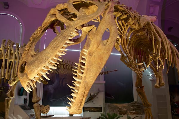 Musée d\'histoire naturelle de Helsinki