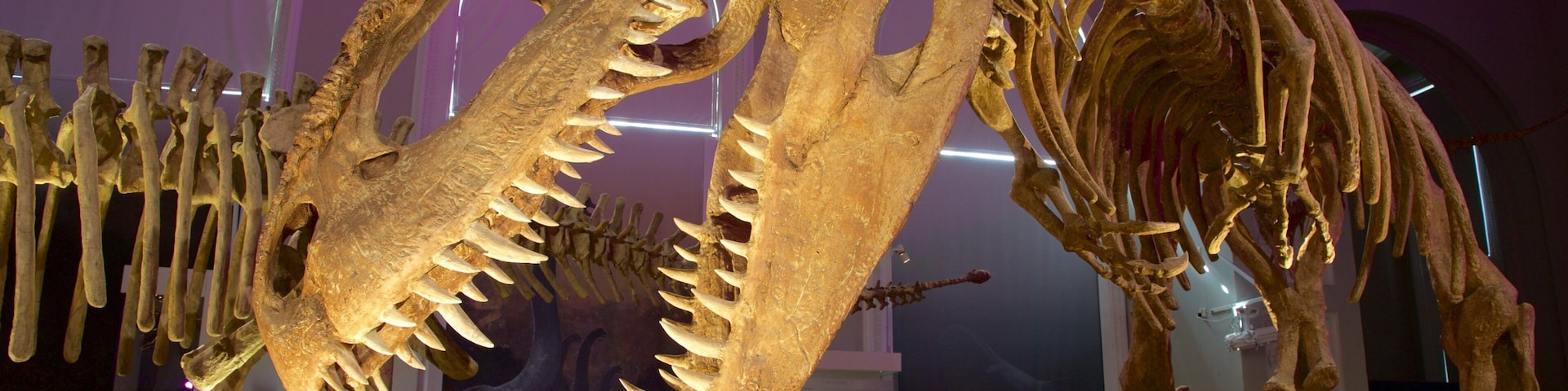 Natural History Museum of Helsinki