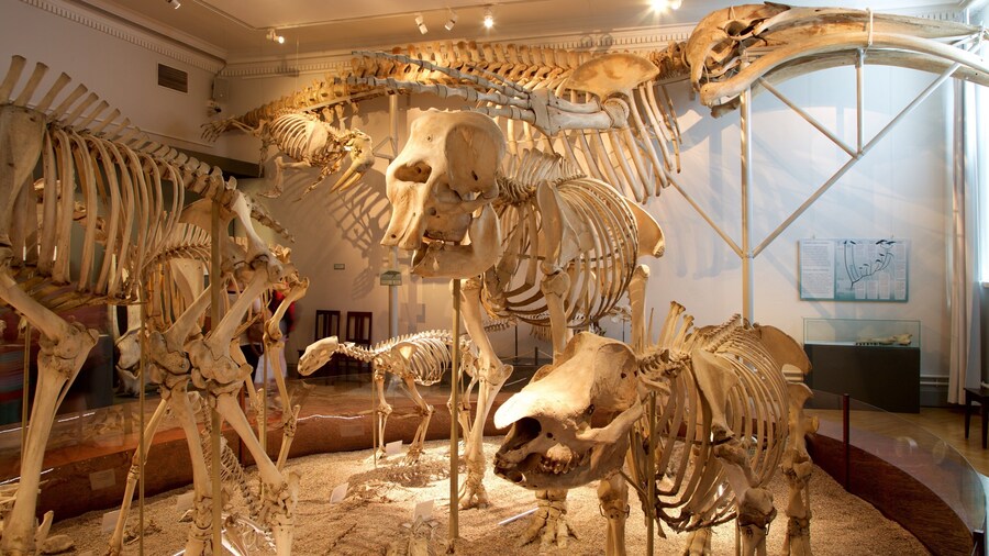 Musée d\'histoire naturelle de Helsinki