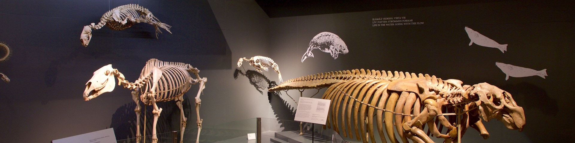 Exposição de museu com diversos esqueletos de animais, incluindo um mamífero grande e vários esqueletos de peixes.