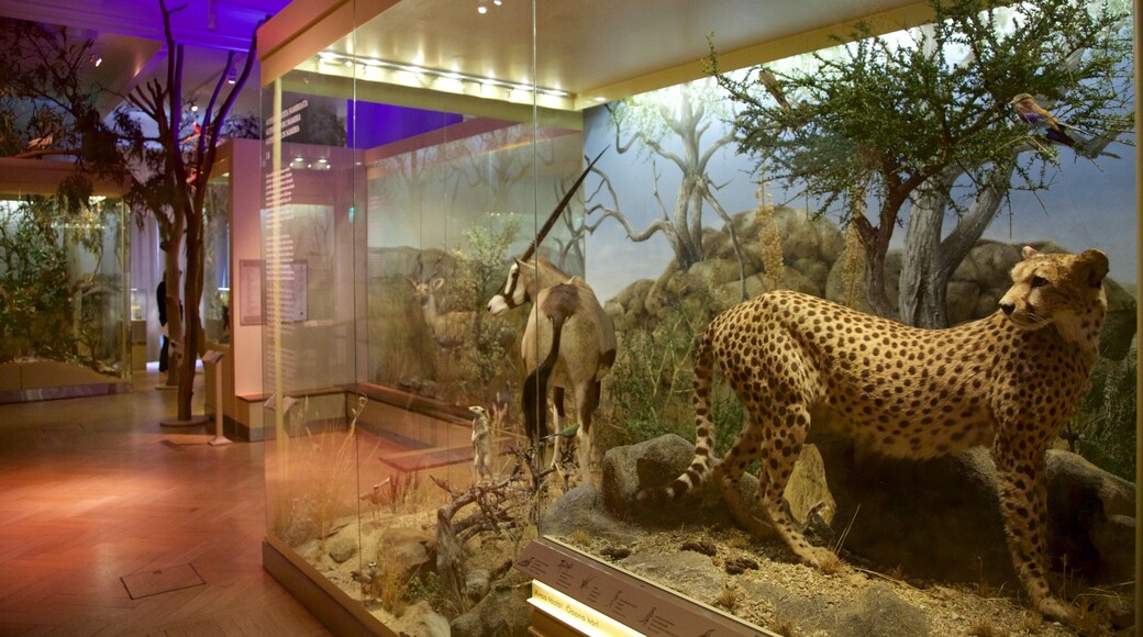 Museu de HistĂłria Natural de Helsinki