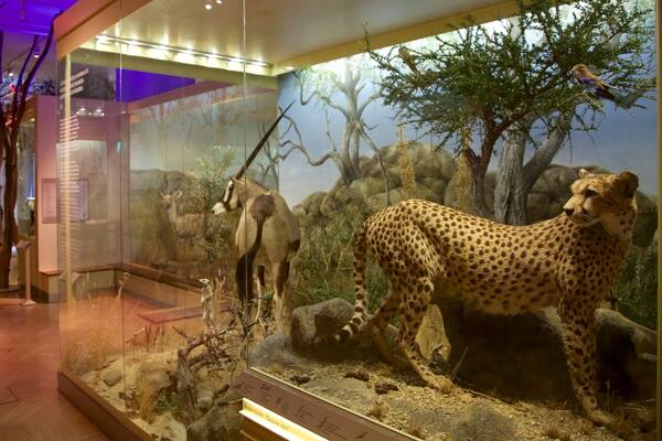 Naturhistorisches Museum von Helsinki