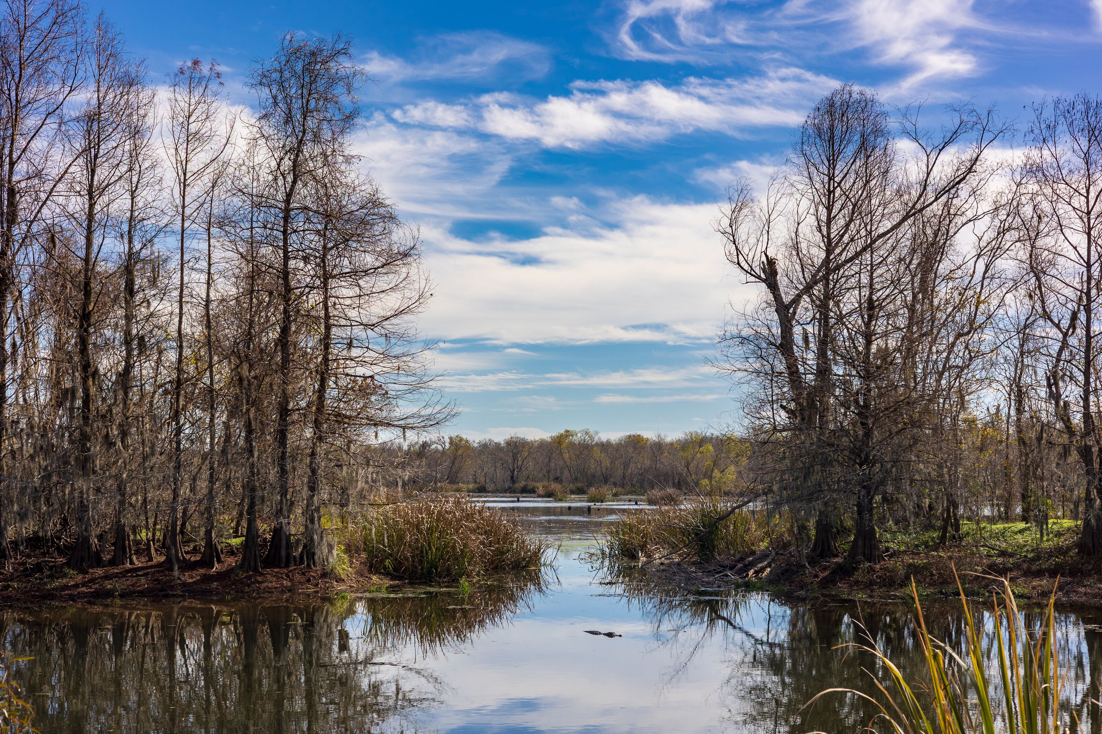 Sunny day at the Brazos Bend State Park