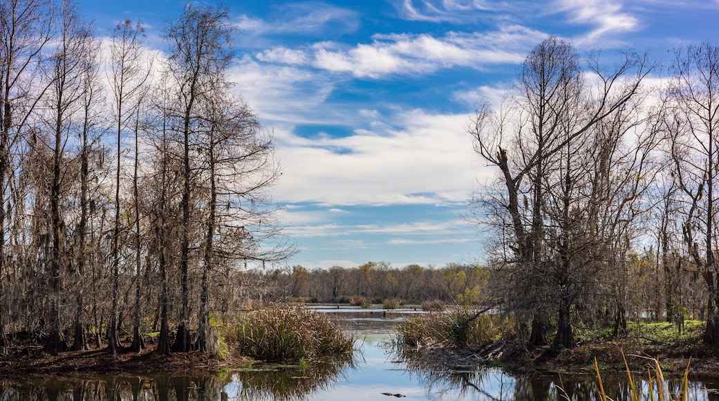 Sunny day at the Brazos Bend State Park