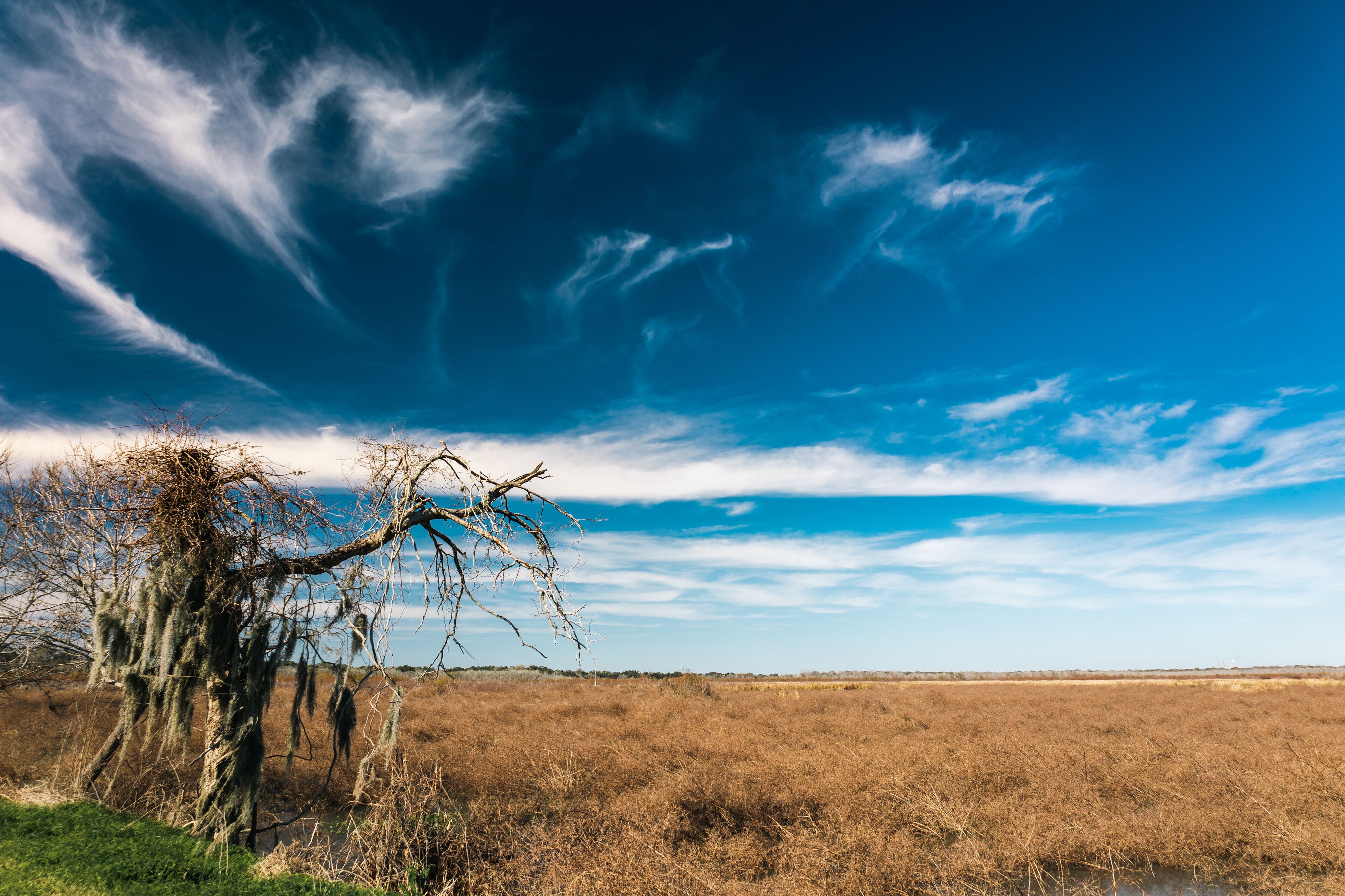 Sunny day at the Brazos Bend State Park
