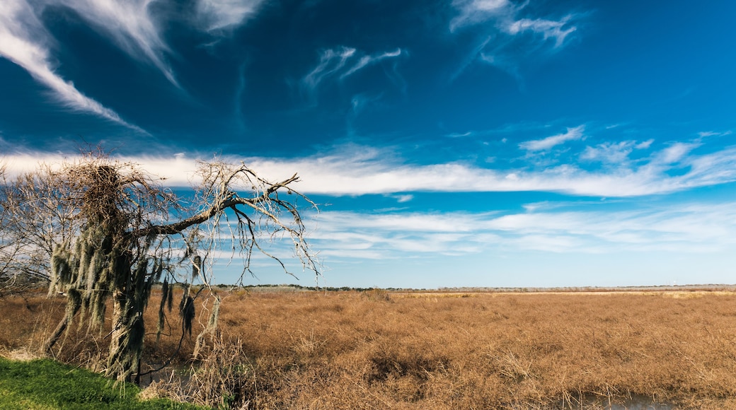 Sunny day at the Brazos Bend State Park