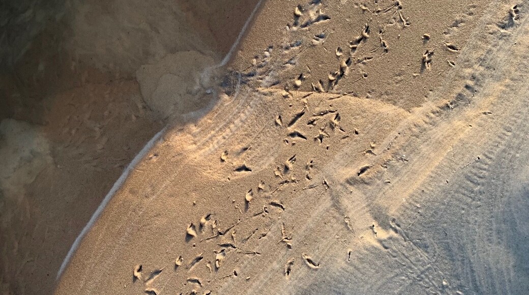 #FarolVelho #Beach
O caminho das garças ...
The path of the herons ...