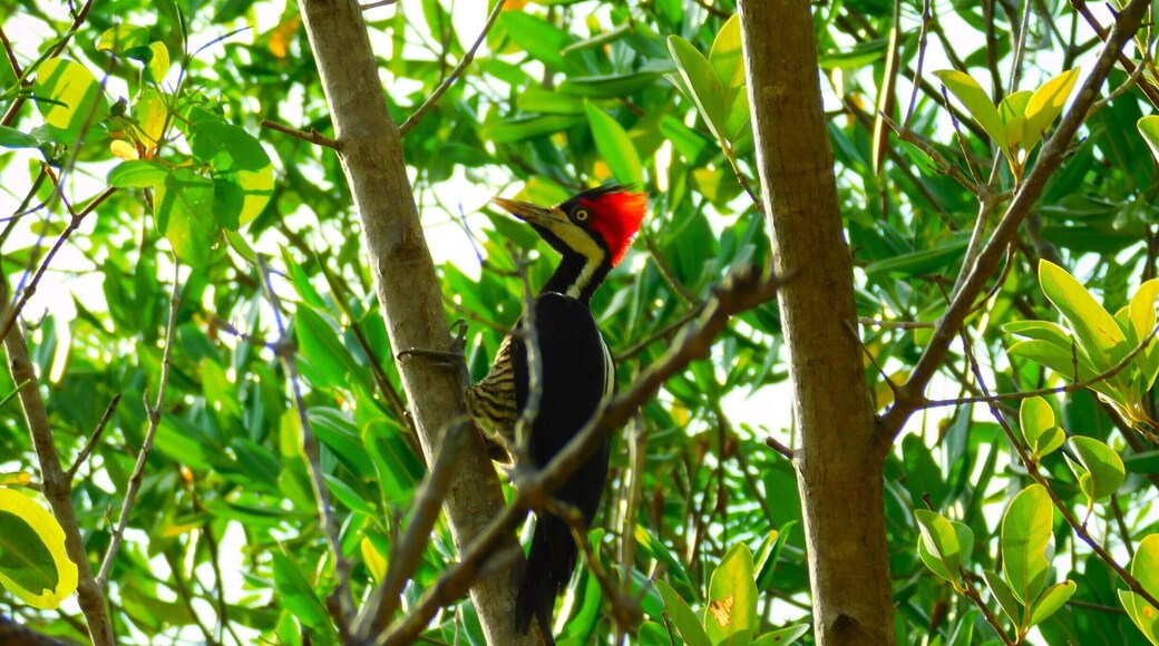 Woodpecker
