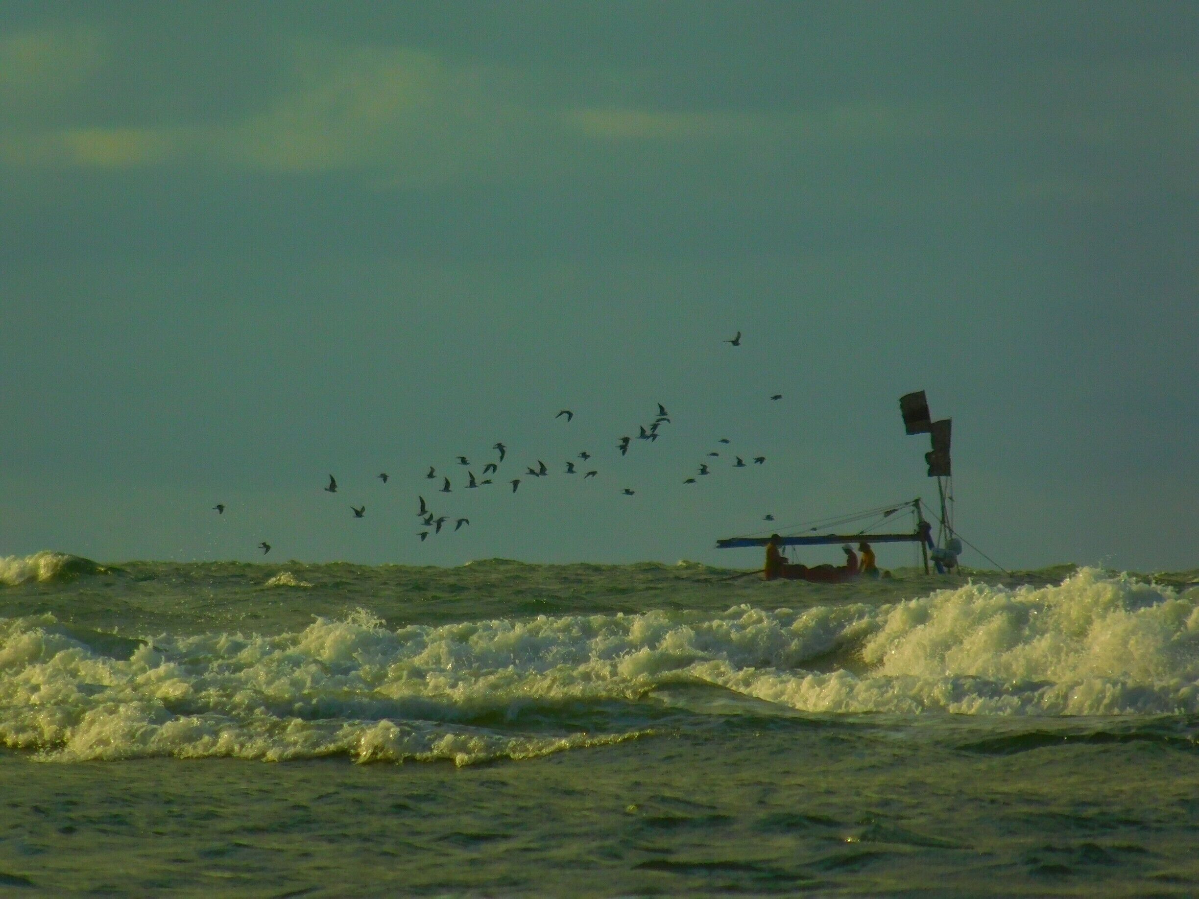 Ok, so those birds were literally following that boat
