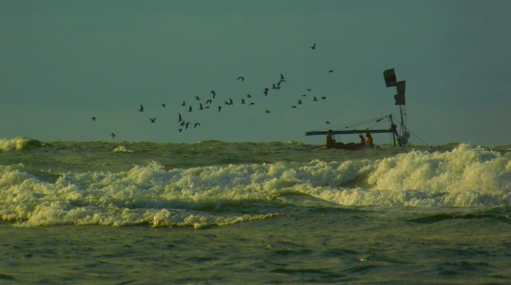 Ok, so those birds were literally following that boat
