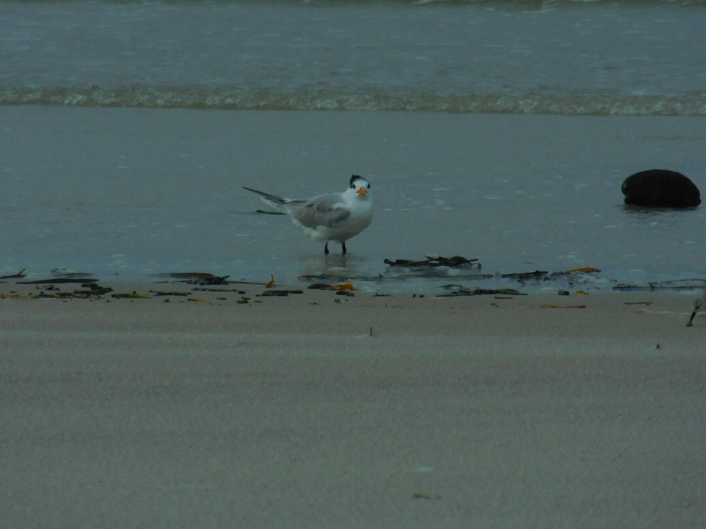 I swear it looked at the camera