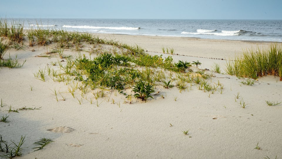 A sandy beach with green vegetation and waves in the background.