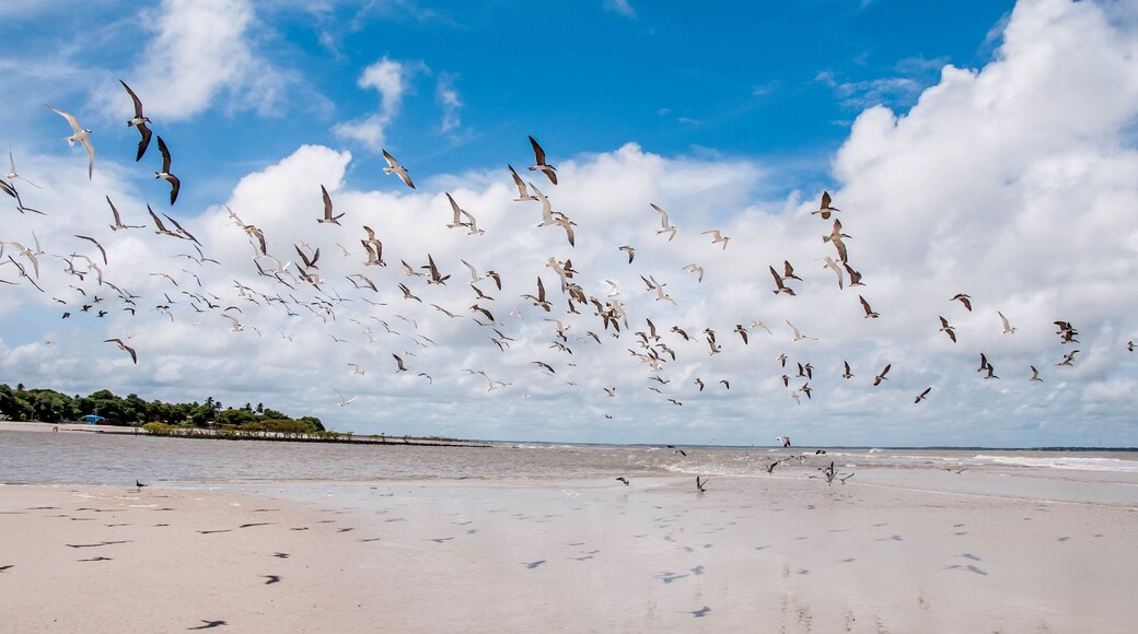 Passaros voam em praia na Ilha de Algodoal, Pará, região norte do Brasil
