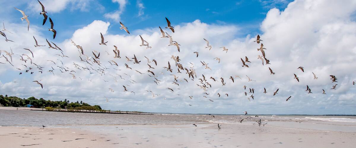A beach with seagulls flying over the sand and water.