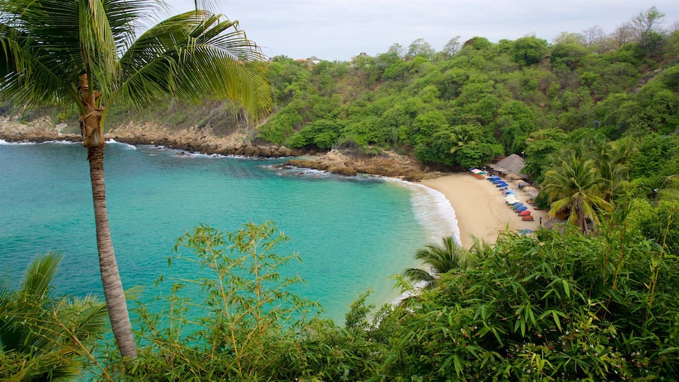 A turquoise beach with palm trees and a row of beach umbrellas.