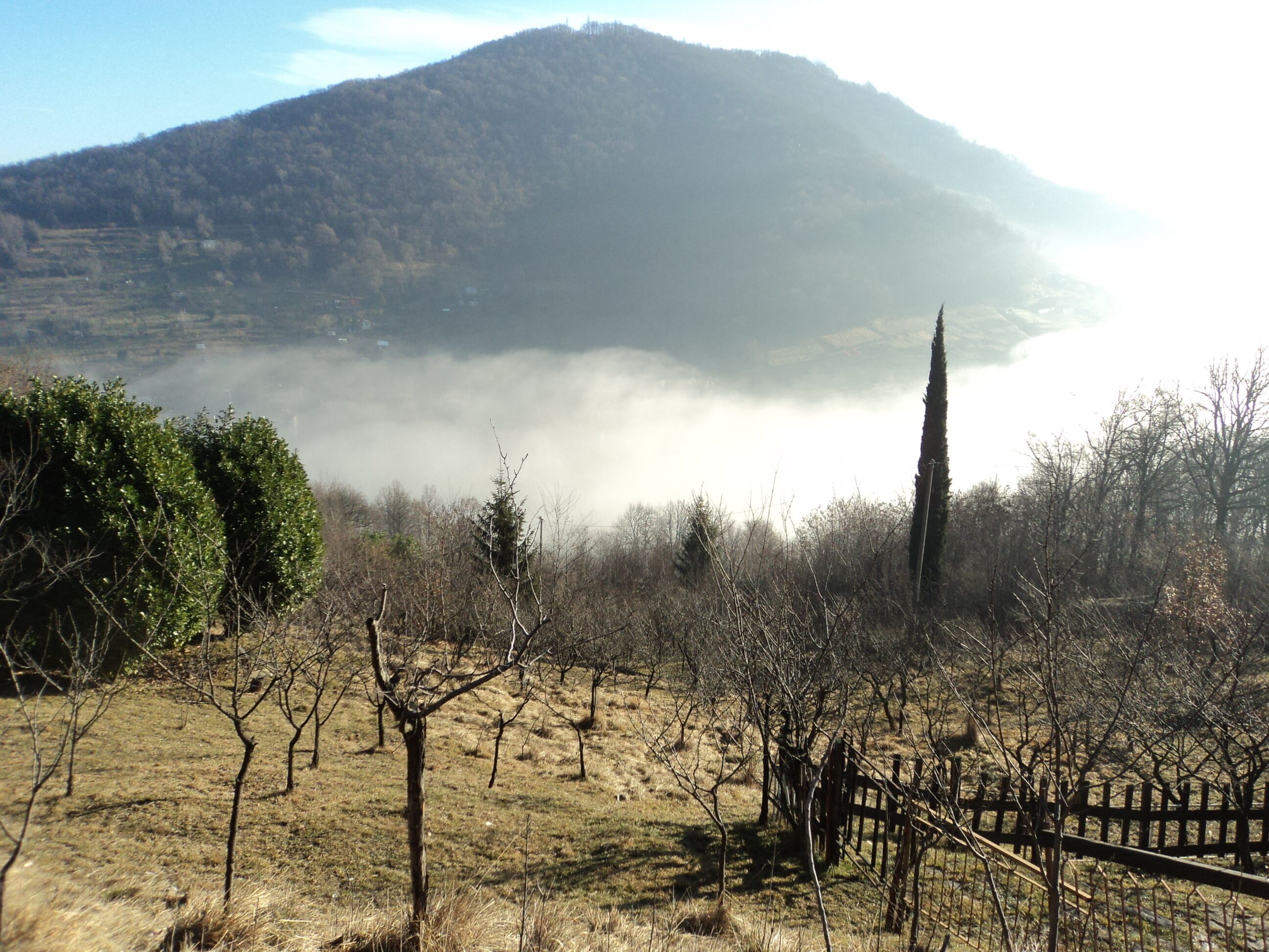 Un Cipresso dalla Nebbia