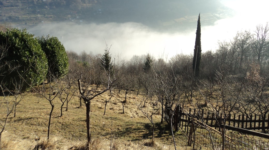 Un Cipresso dalla Nebbia