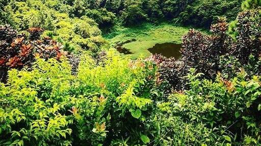 Surrounded by green colours in Mauritius #LifeAtExpedia #naturelovers #green #mauritius