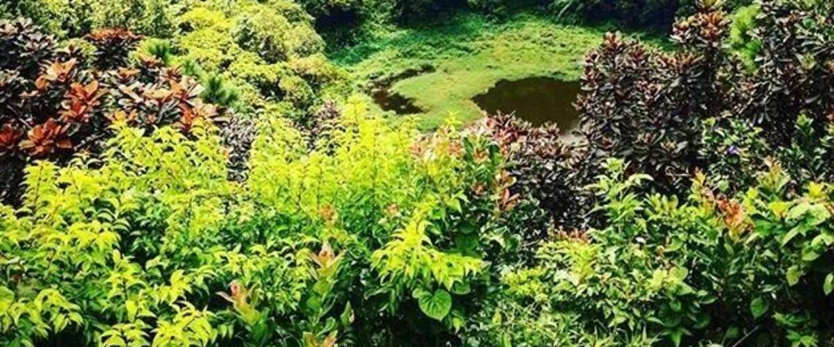 A lush green forest with a small pond surrounded by dense vegetation.