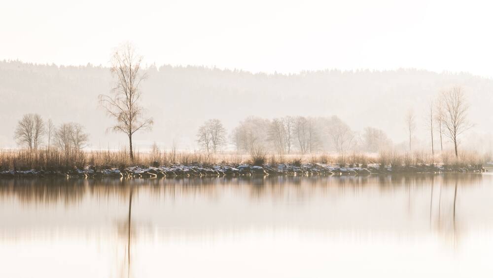 Winter trees on riverbank, Göta Älv, Sweden, Europe