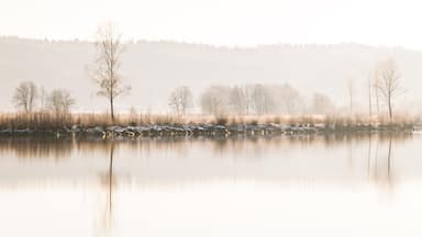 Winter trees on riverbank, Göta Älv, Sweden, Europe