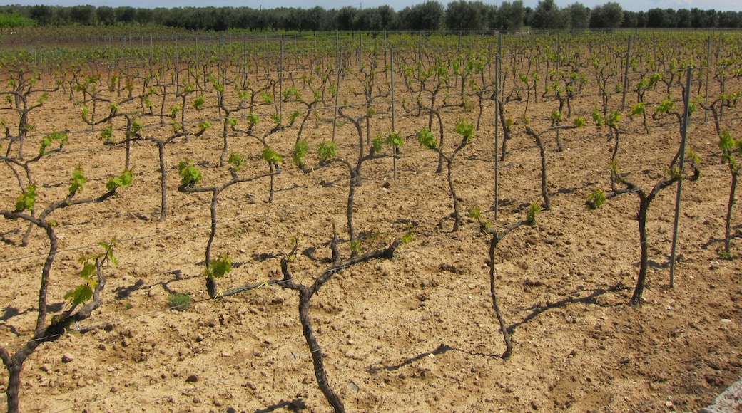 Negroamaro Grapes Growing