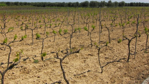 Negroamaro Grapes Growing