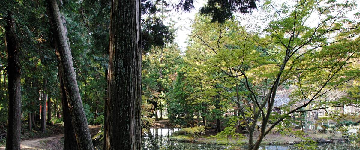 A serene forest with a pond, tall trees, and a path.
