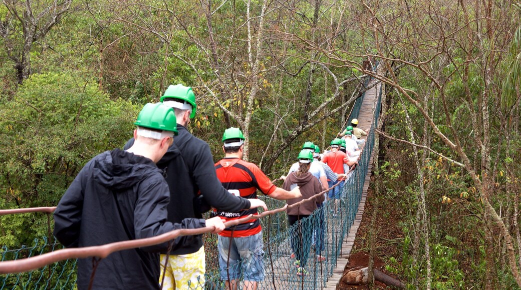 São Miguel-hulen og byder på en hængebro eller gangbro i trætoppene og skovområder såvel som en lille gruppe mennesker