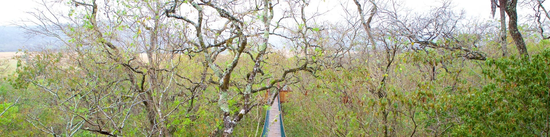 Sao Miguel Cave featuring a suspension bridge or treetop walkway