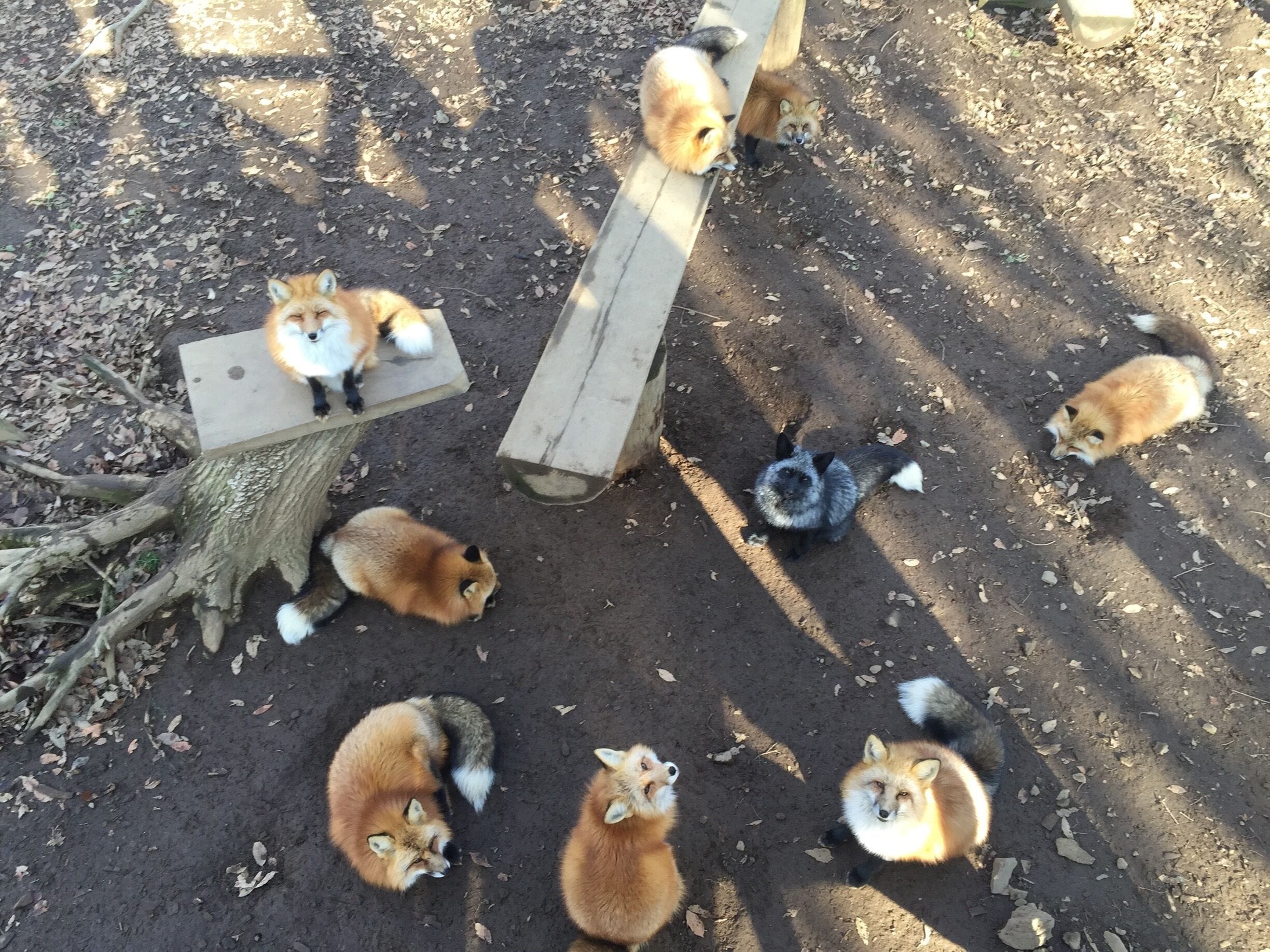 Hanging with foxes in #miyagi #japan #zao #foxvillage #lifeatexpedia