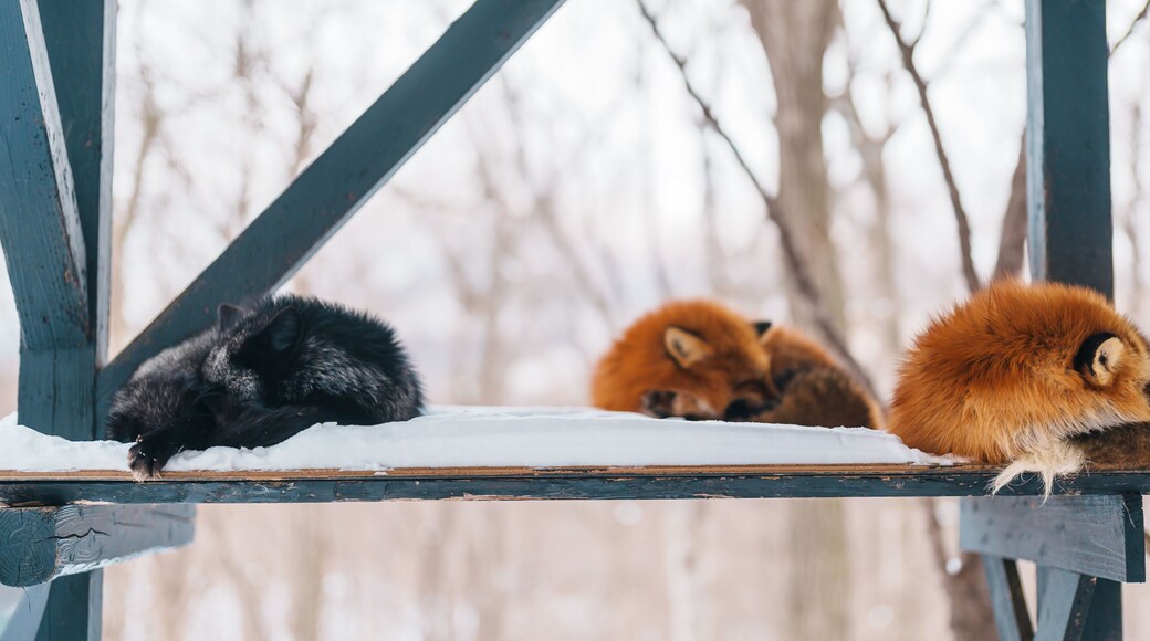 Cute fox on snow in winter season at Zao fox village, Miyagi prefecture, Japan. landmark and popular for tourists attraction near Sendai, Tohoku region, Japan. Travel and Vacation concept