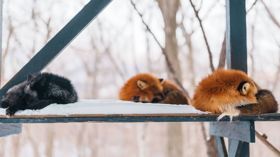 Three foxes resting on a wooden platform in a snowy landscape.