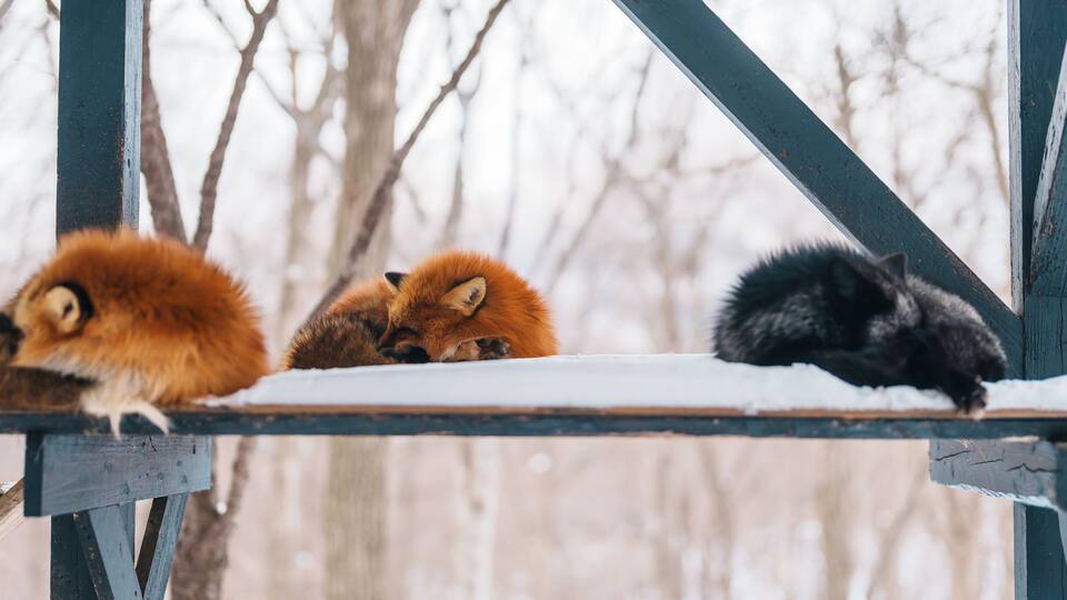 Three foxes resting on a wooden structure in a snowy landscape.