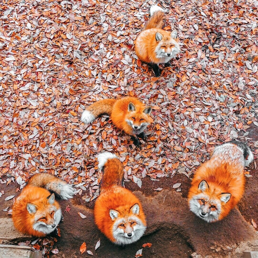 A group of red foxes lying on a bed of fallen leaves.