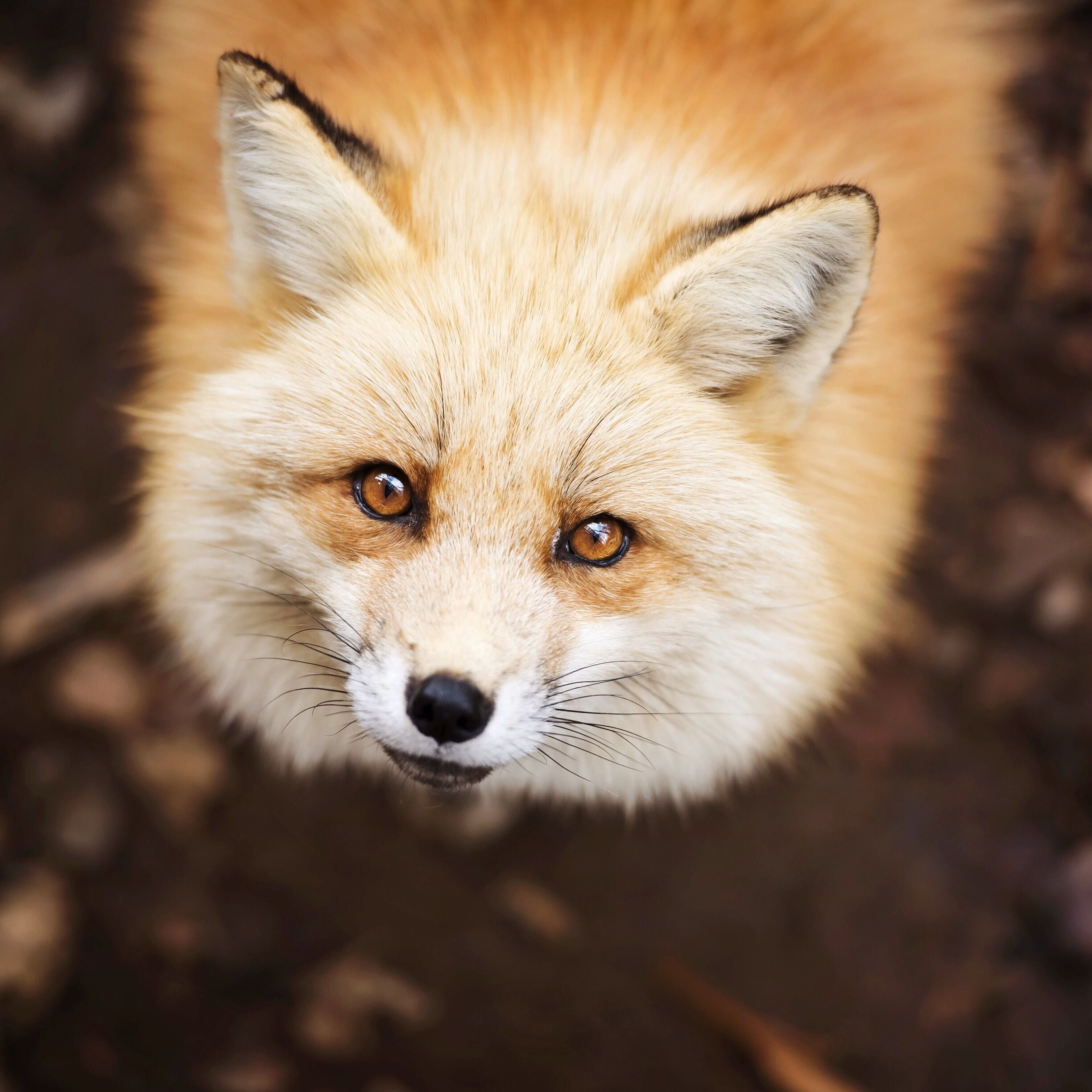Now this is a #RoadTrip worth taking! If you're in Japan catch the bullet train from Tokyo station to Shiroishi then hire a driver to bring you to the Zao Fox Village. This is something you won't regret! :)