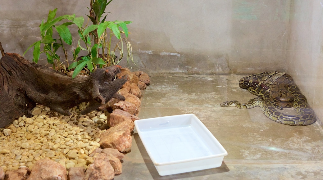 Jiboia Project showing interior views, dangerous animals and zoo animals