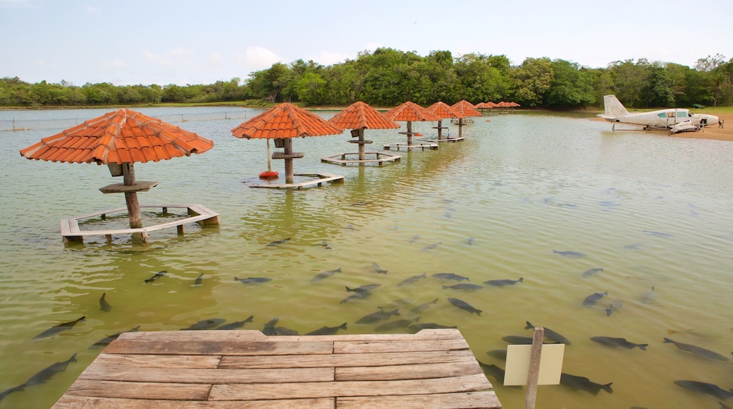Figueira Beach showing a beach and marine life