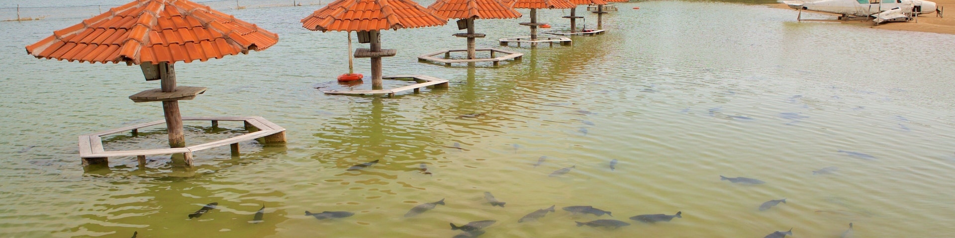 Playa de Figueira ofreciendo una playa y vida marina