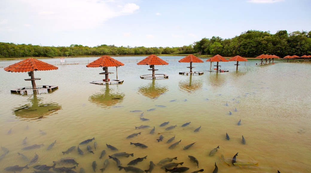 Figueira Beach showing marine life and general coastal views