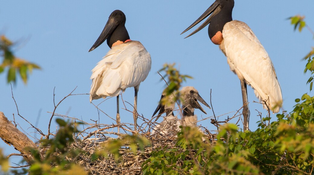 Jabiru family with two puppies at the entrance to the city of Corumba Mato Grosso do Sul