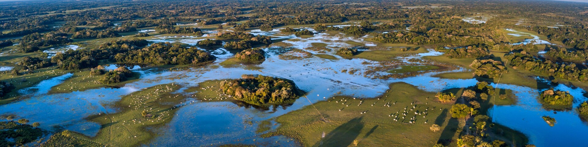 An aerial view of a wetland area with scattered water bodies, patches of trees, and a distant horizon.