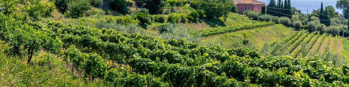 Santa Venerina, Sicily, Italy - July 24, 2020: Italian landscape with olive trees and vineyards, Sicilian countryside architecture, visit of Sicilian vineyards to taste wines