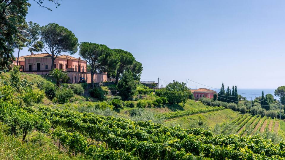 A vineyard with rows of grapevines, a pink villa, and a clear blue sky.