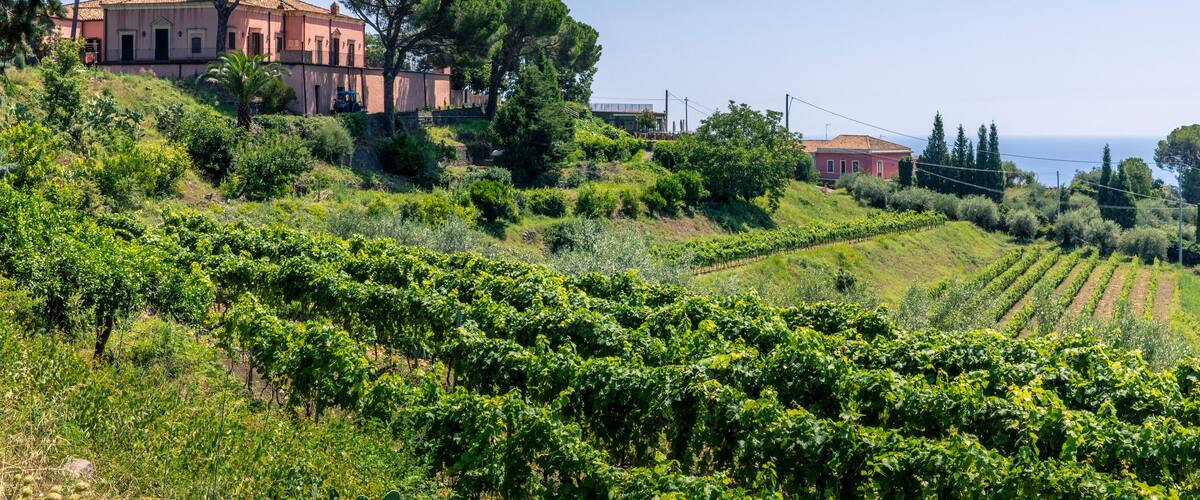 A vineyard with rows of grapevines, a pink villa, and a clear blue sky.