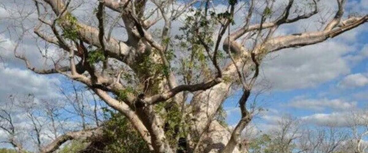 This beautiful old boab is in Gregory National Park in the NT! It was the first proper boab I got to meet and I was more excited than a kid on christmas!
It has probably stood watch for over 1000 years. One of those experience where you feel truly dwarfed by nature.