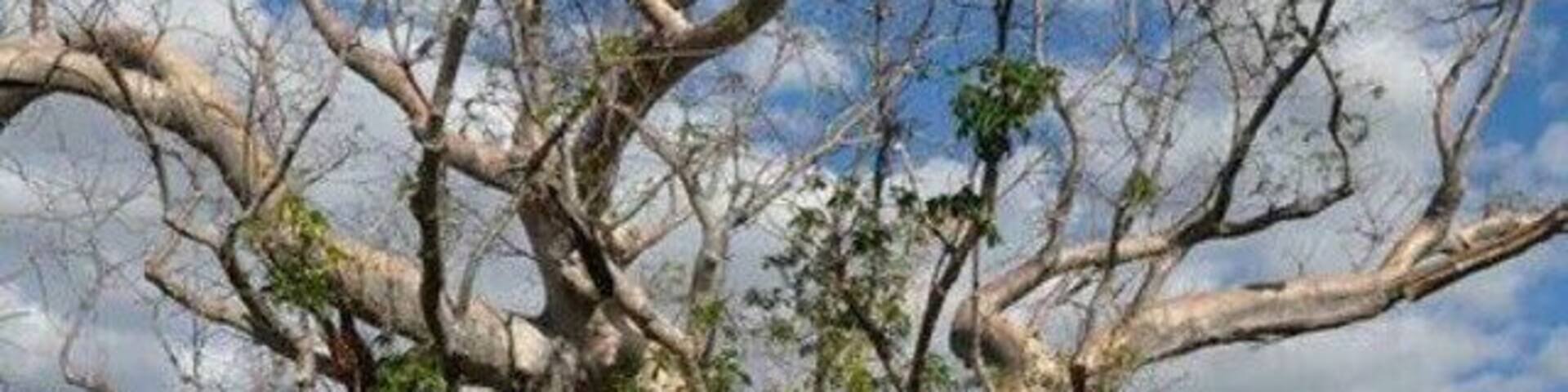 This beautiful old boab is in Gregory National Park in the NT! It was the first proper boab I got to meet and I was more excited than a kid on christmas!
It has probably stood watch for over 1000 years. One of those experience where you feel truly dwarfed by nature.