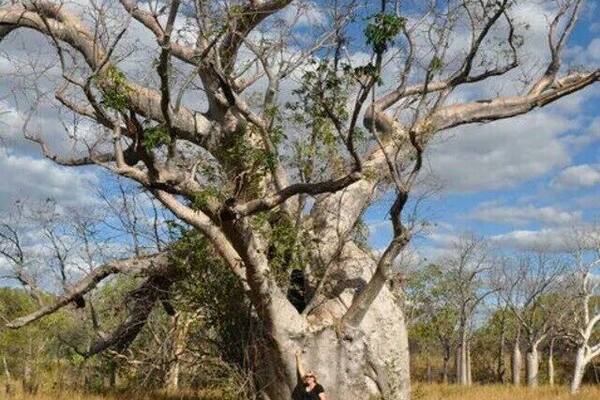 This beautiful old boab is in Gregory National Park in the NT! It was the first proper boab I got to meet and I was more excited than a kid on christmas!
It has probably stood watch for over 1000 years. One of those experience where you feel truly dwarfed by nature.