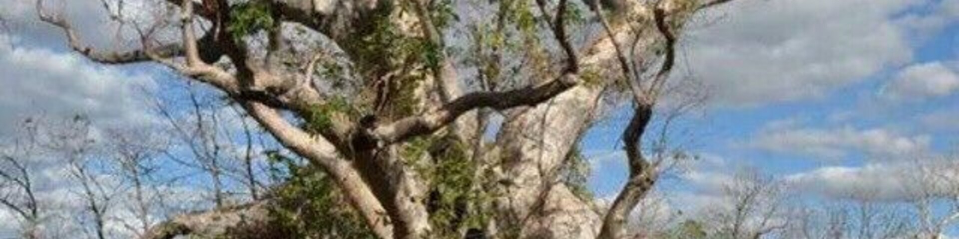 This beautiful old boab is in Gregory National Park in the NT! It was the first proper boab I got to meet and I was more excited than a kid on christmas!
It has probably stood watch for over 1000 years. One of those experience where you feel truly dwarfed by nature.